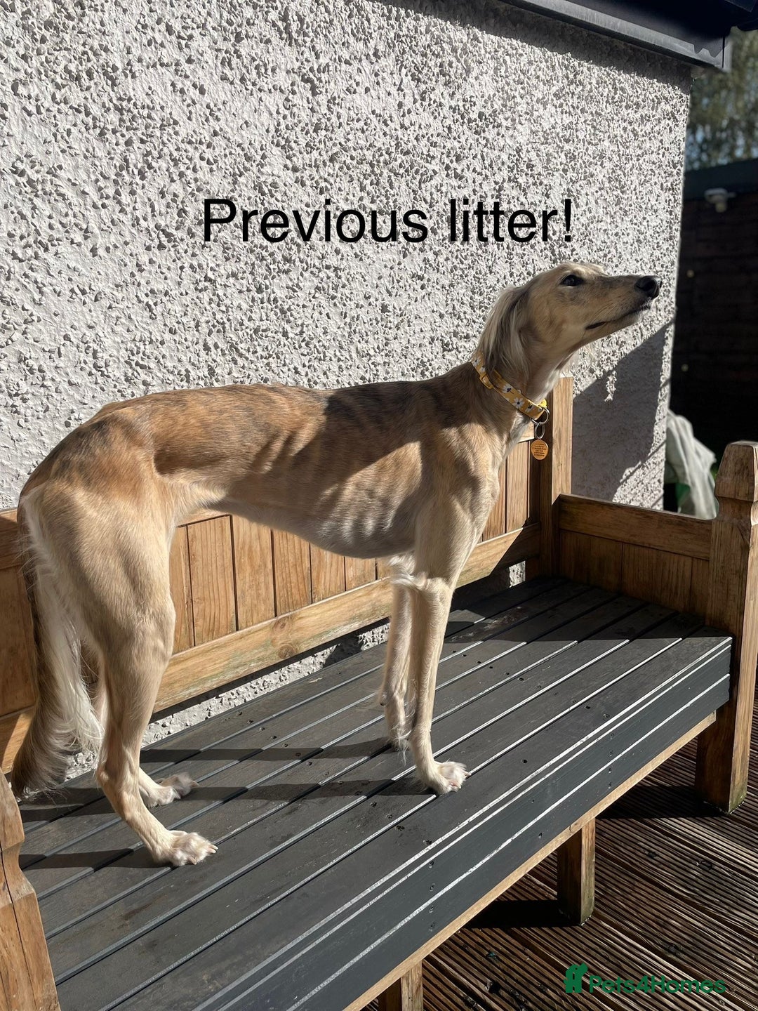 Mixed Breed dogs for sale: Stunning saluki greyhound puppies!  - Image 12