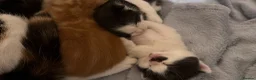 Mixed Breed cats for sale: Two boys looking for family  - Advert 11