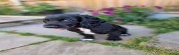 Cocker Spaniel dogs for sale: KC Registered Cocker Spaniel Boys in Stafford - Advert 6