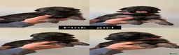 German Shepherd dogs for sale: German shepherd puppies in Sheffield - Advert 3