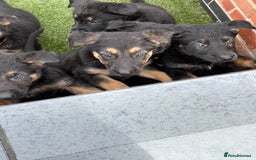 German Shepherd dogs for sale: German shepherd puppies  - Image 7