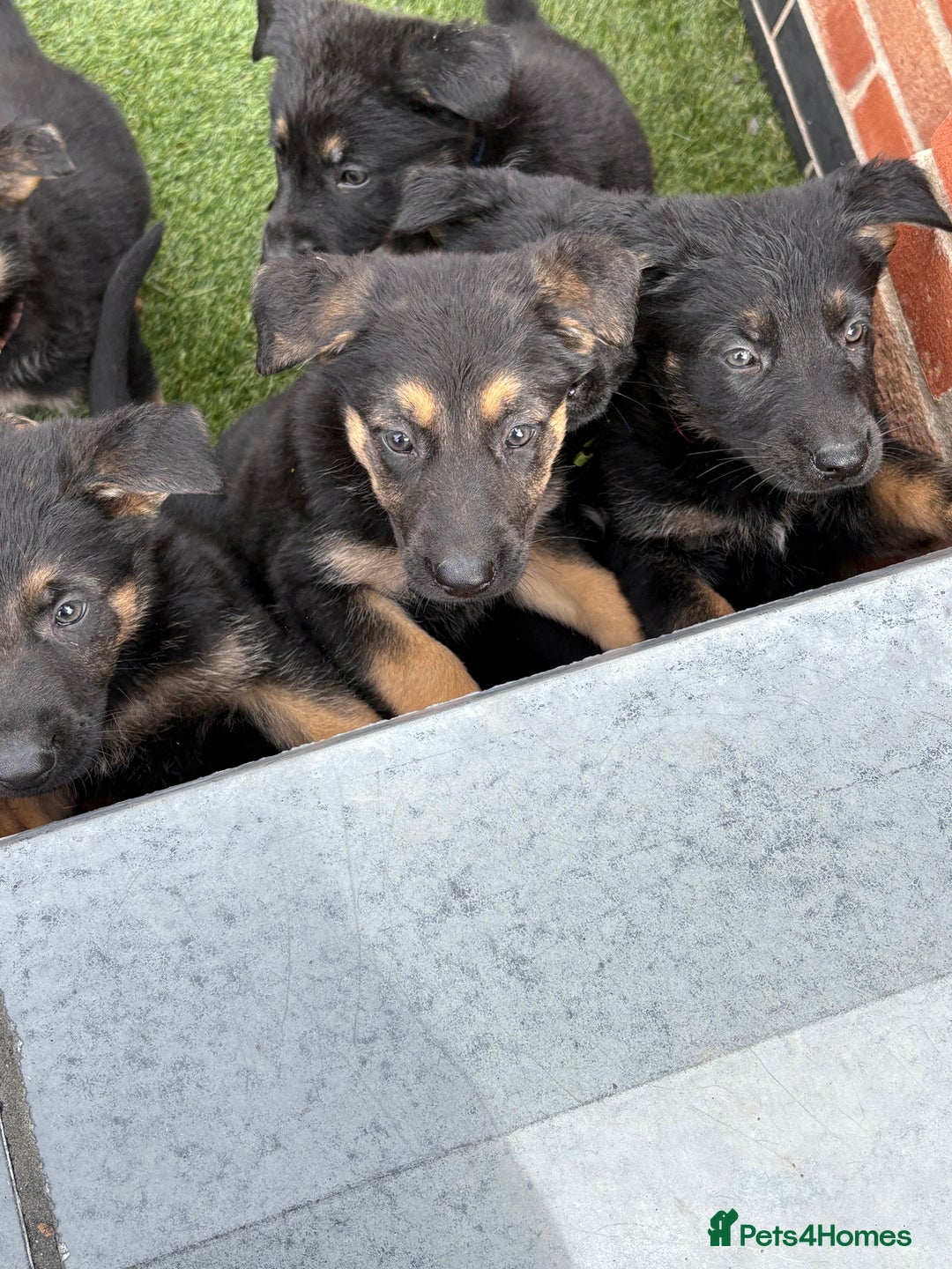 German Shepherd dogs for sale: German shepherd puppies  - Image 7