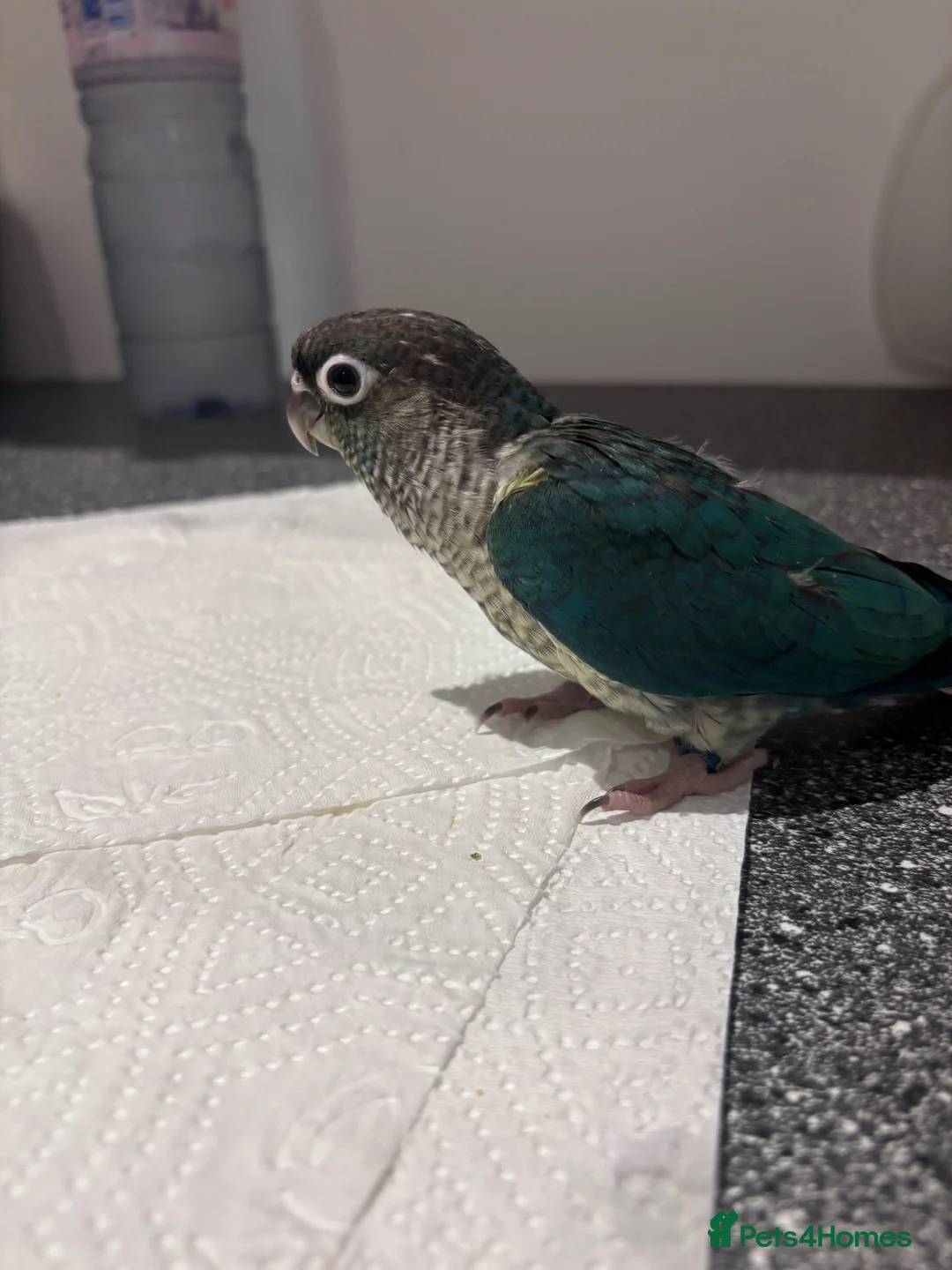 Conures birds for sale: Hand-Reared Conure Babies  in Sunderland - Advert 2