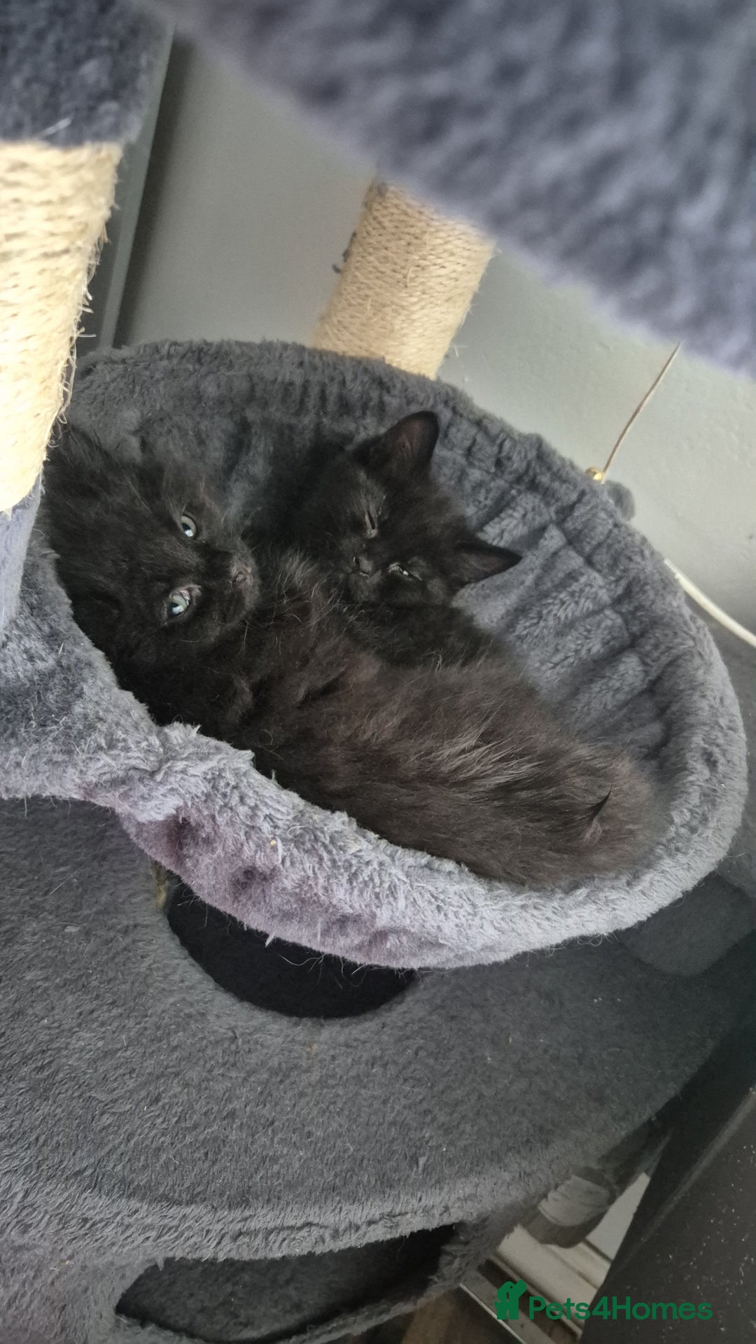 British Longhair cats for sale: **Reduced** Half maine coon kittens - Image 4