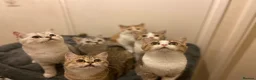 Munchkin cats for sale: Full Pedigree Munchkin Kittens - Advert 25