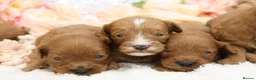 Cavapoo dogs for sale: *HEALTH TESTED* CAVAPOOS - Advert 12