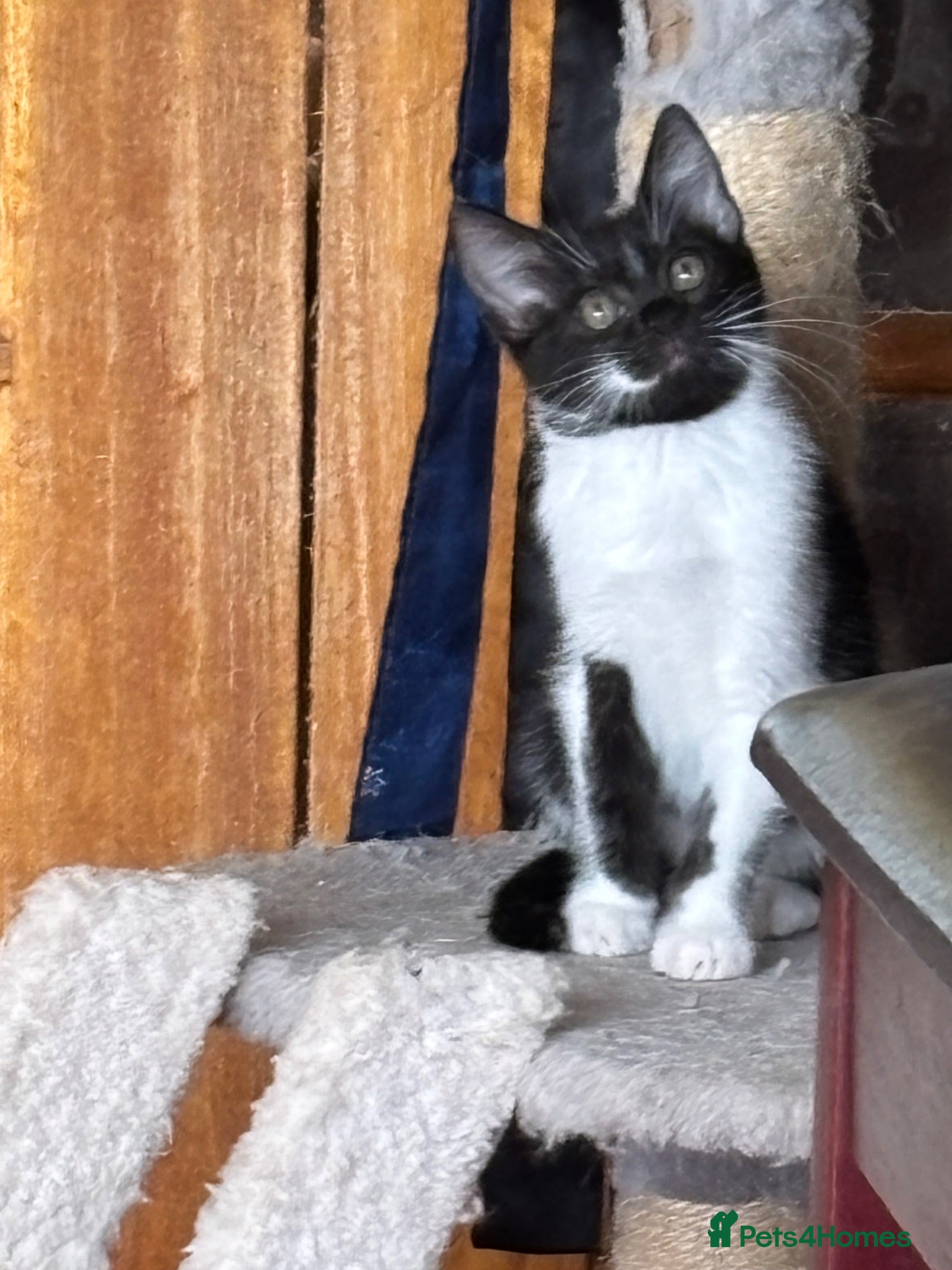 Mixed Breed cats  black & white female kitten - Advert 2
