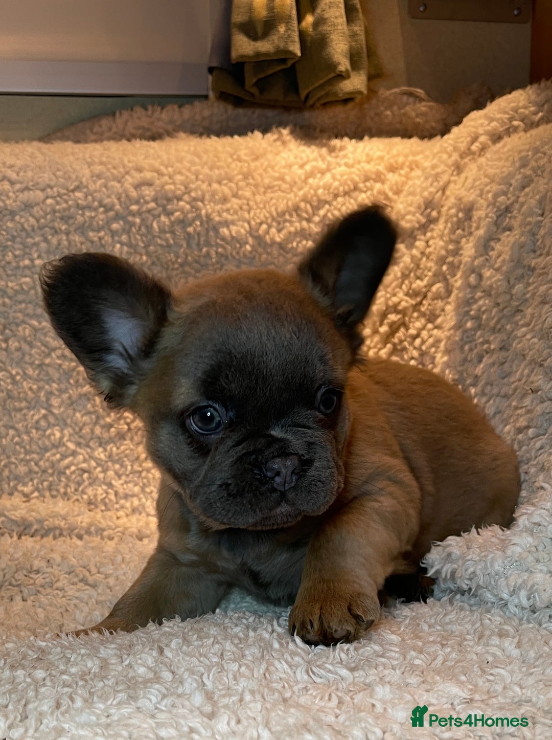 French Bulldog dogs for sale: Beautiful Fluffy Frenchie Pups - Advert 14