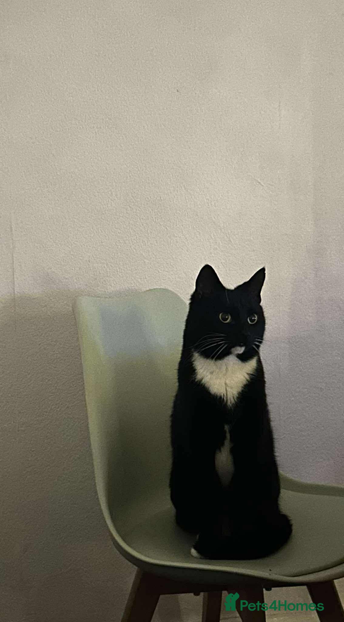 Domestic Shorthair cats Neutered Domestic Shorthair London/Urgent Rehoming - Advert 3