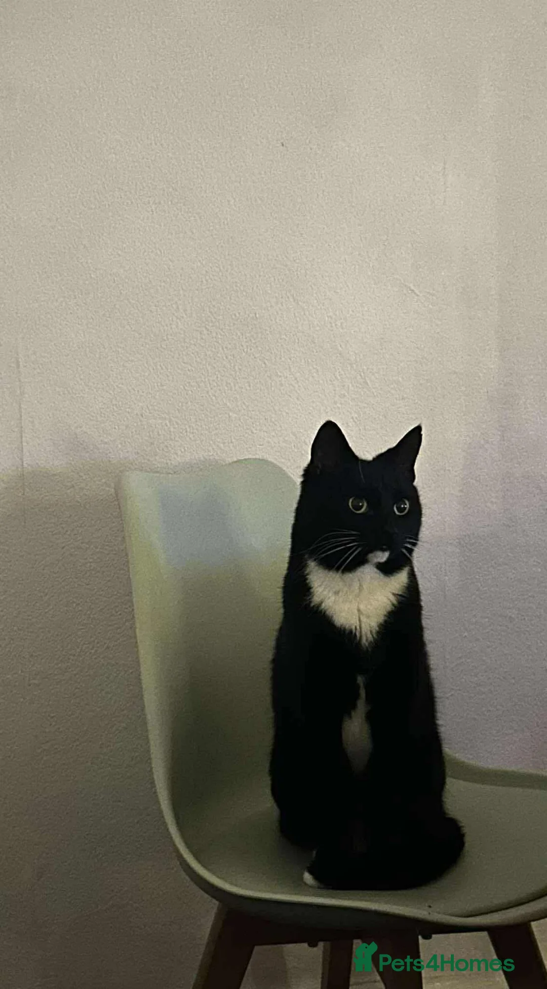Domestic Shorthair cats for sale: Neutered Domestic Shorthair London/Urgent Rehoming - Advert 1