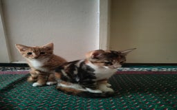 American Shorthair cats for sale: American Short hair kittens - Image 12