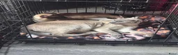 Oriental cats for sale: Only 2 remaining- snow orientals. 1 girl 1 boy - Advert 17
