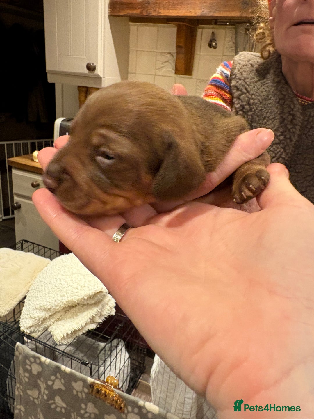 Miniature Dachshund dogs for sale: Smooth Miniature Daschund puppies  - Advert 12