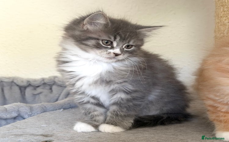 Ragdoll cats - Advert 4