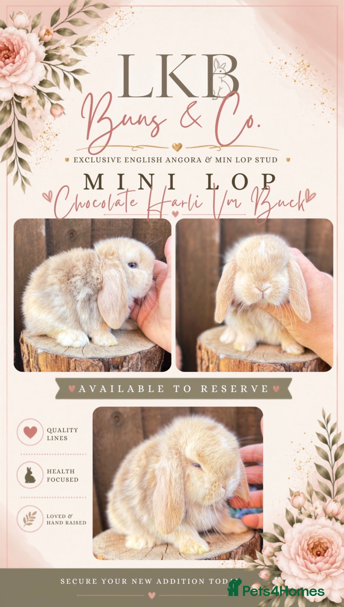Mini Lop rabbits 🌟 PEDIGREE MINI LOPS 🌟 - Advert 21