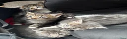 Mixed Breed cats for sale: 5 mixed breed kittens - Advert 13