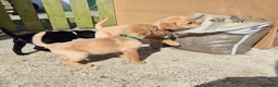 Labrador Retriever dogs for sale: Top Quality KC Registered Labrador Pups - Advert 6