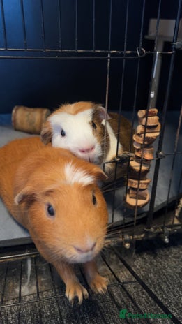 Guinea Pig rodents - Advert 1