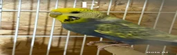 Budgerigars birds for sale: Pair budgies - Advert 5