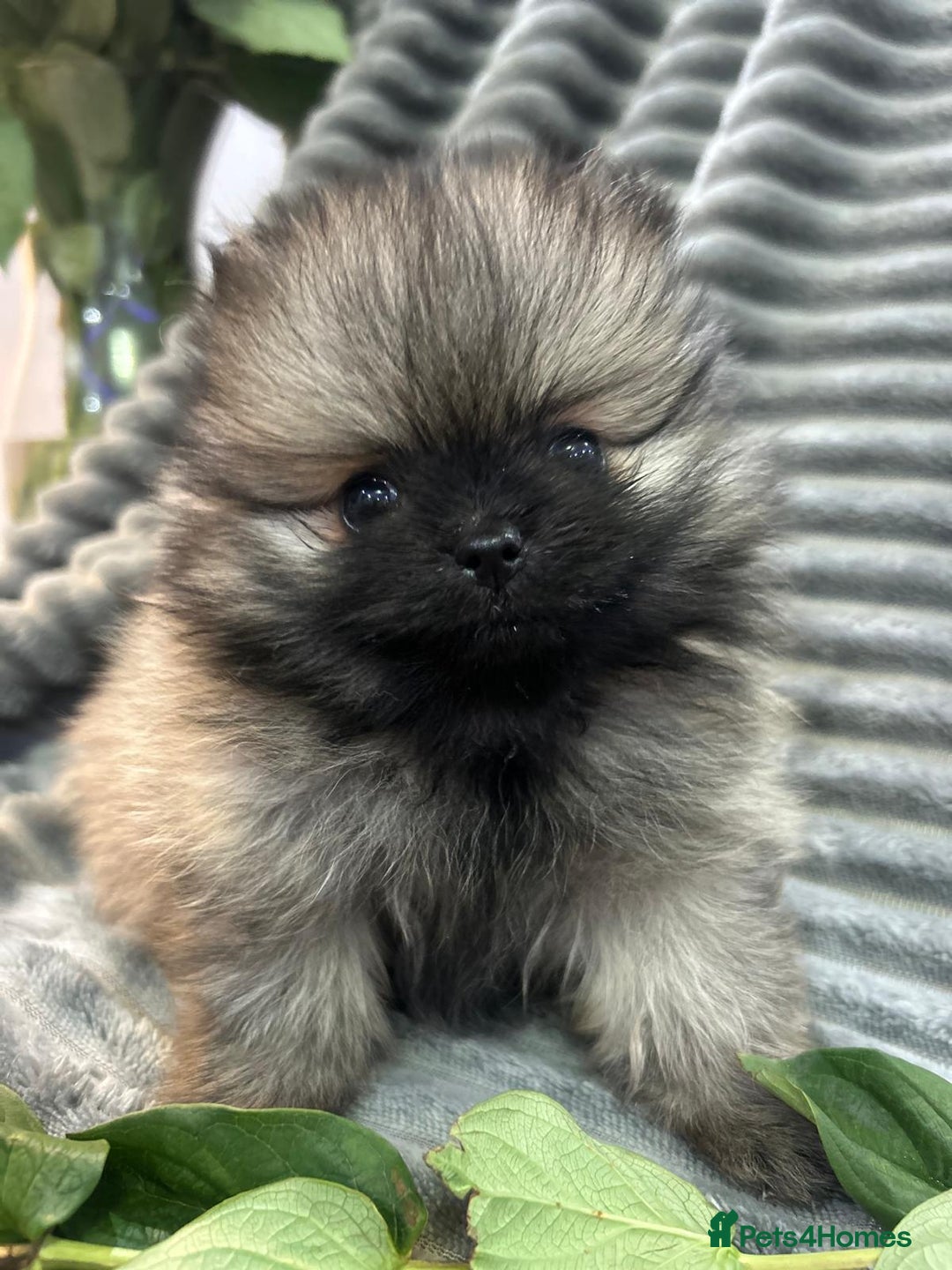 Pomeranian dogs for sale: Show quality tiny beautiful show stopper poms 💙🩷 - Advert 25