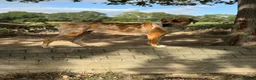 Mixed Breed dogs for sale: Mastiff Mix *Waiting List Open* - Advert 3