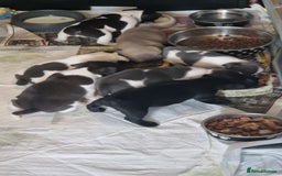 Mixed Breed dogs for sale: Fantastic 3/4 French bulldog and a 1/4 jack puppy - Image 21