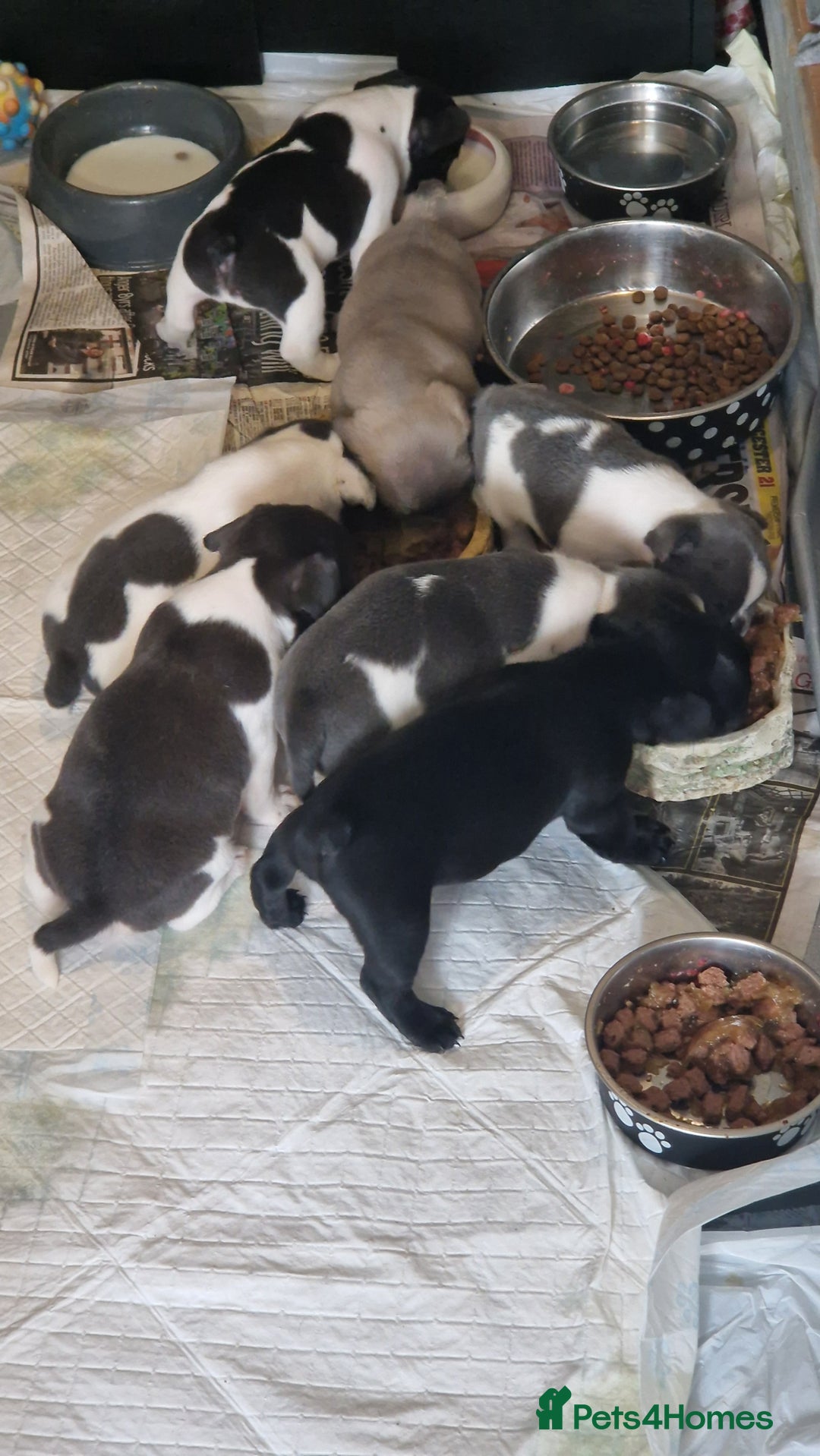 Mixed Breed dogs for sale: Fantastic 3/4 French bulldog and a 1/4 jack puppy - Image 21