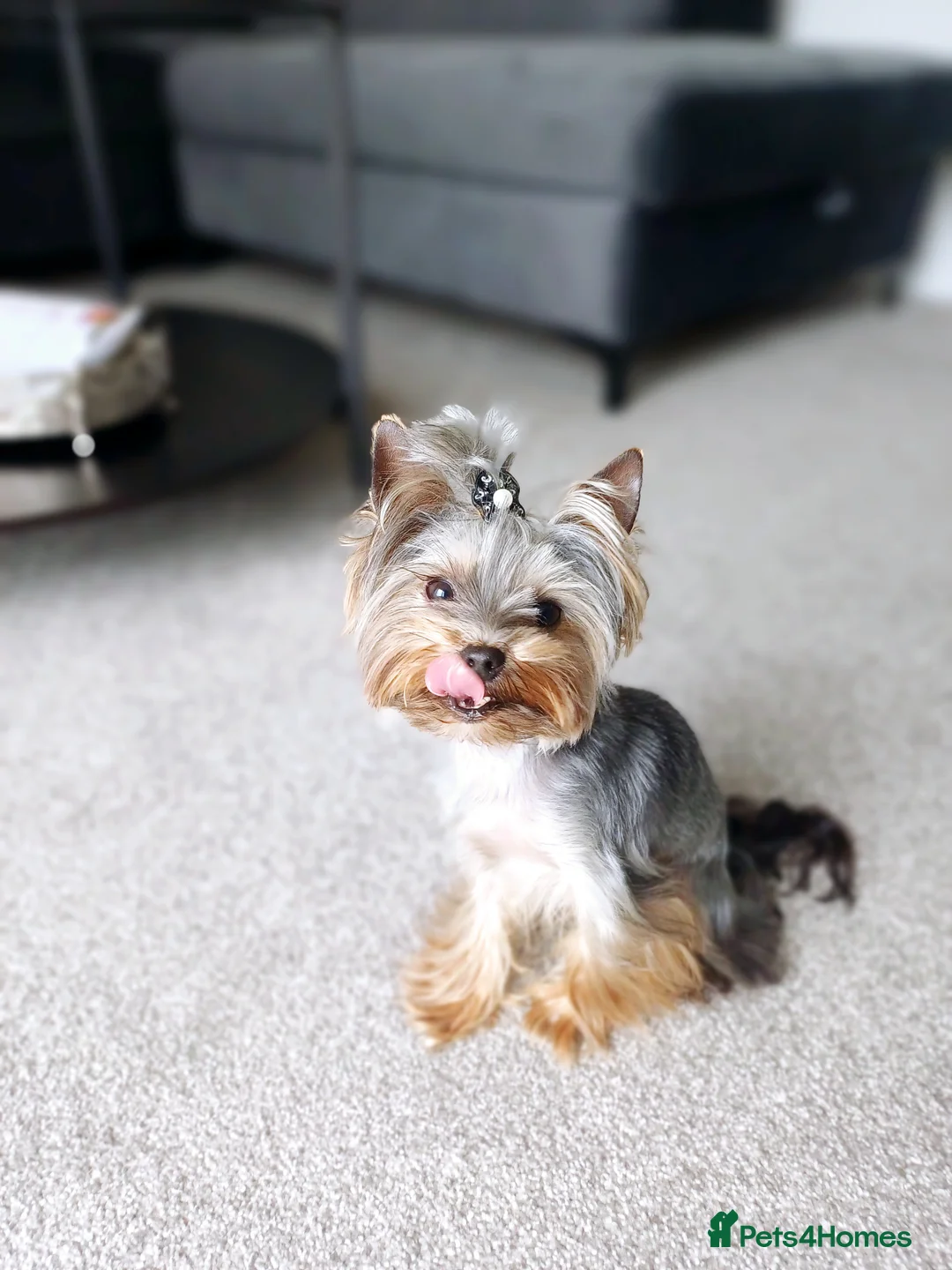 Yorkshire Terrier dogs for stud:  900grams !! The smallest cutest boy in Uk  in Bedford - Advert 11