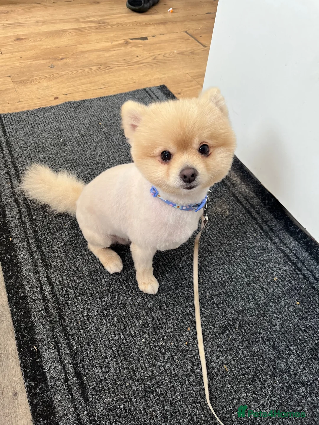 Pomeranian dogs for stud: Pure Russia Pomeranian dog for stud - Advert 2