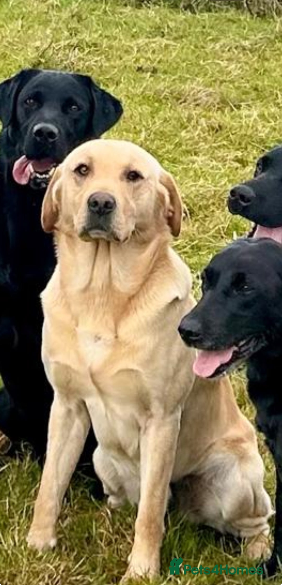 Labrador Retriever dogs for sale: Beautiful litter of Black Labrador Retriever Pups  - Advert 9