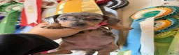 Miniature Dachshund dogs for sale: Elite Miniature Dachshund Litter in Torquay - Advert 9