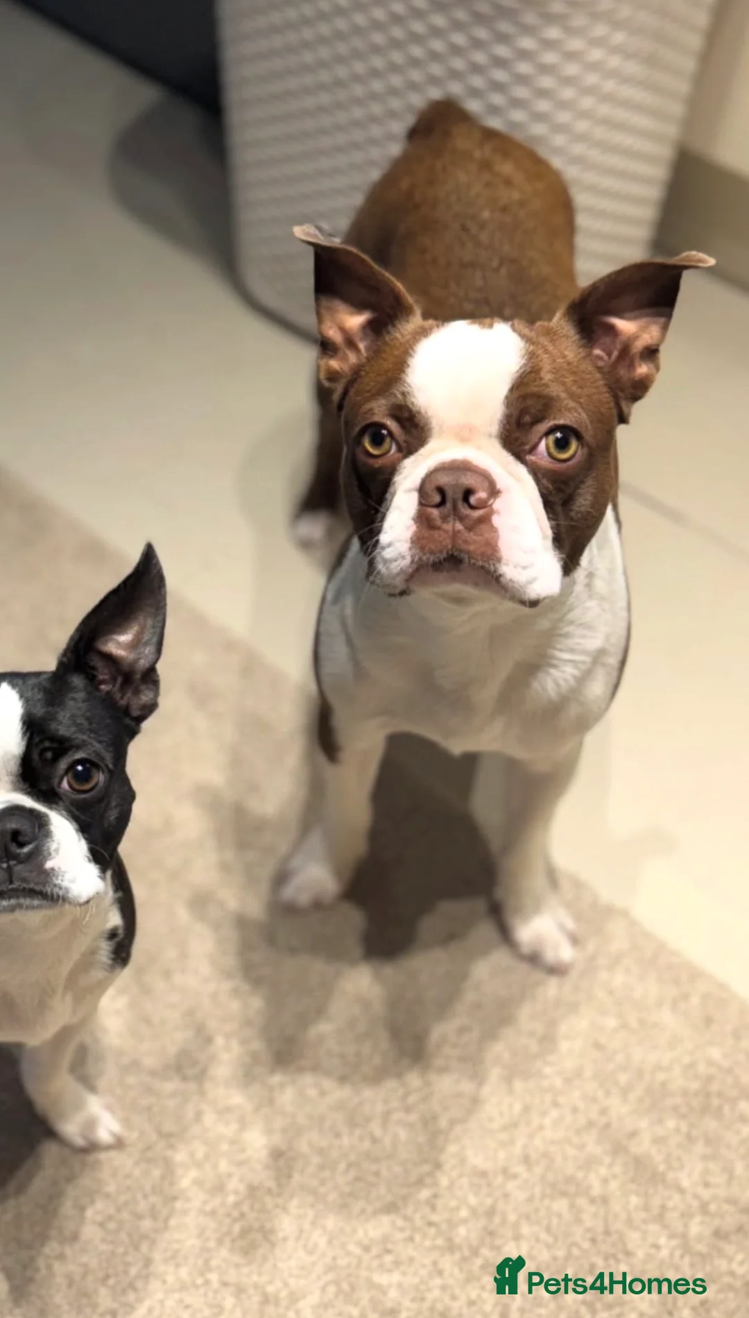 Boston Terrier dogs for stud: *KC registered proven red & white male for stud ** - Advert 3