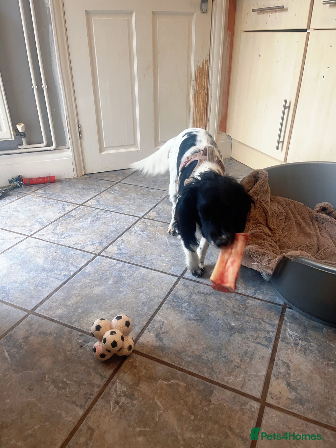 English Springer Spaniel dogs for sale: Poppy ( beautiful Angel) - Image 7