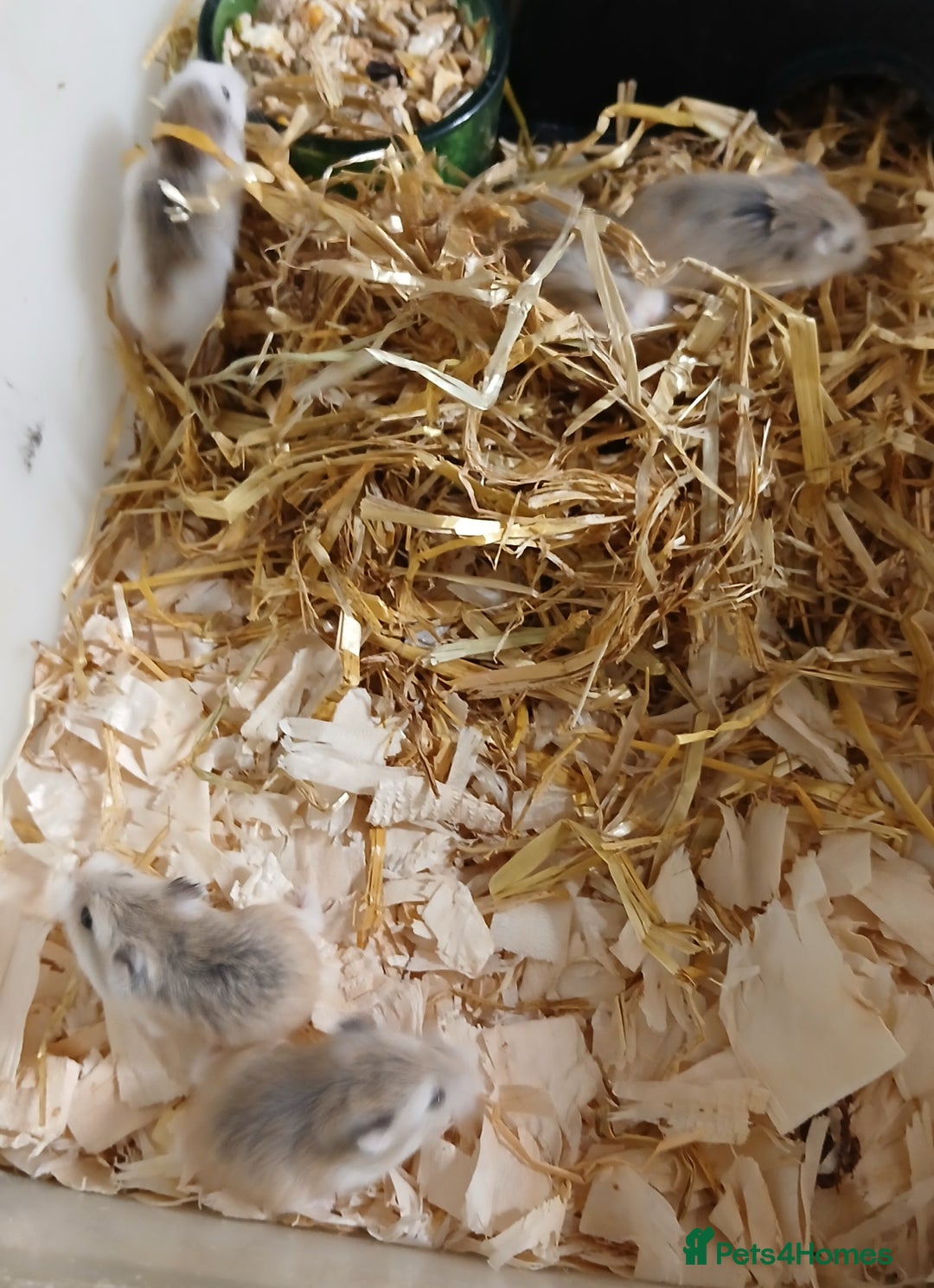 Hamster rodents for sale: Roborovski Hamsters Females   - Image 9