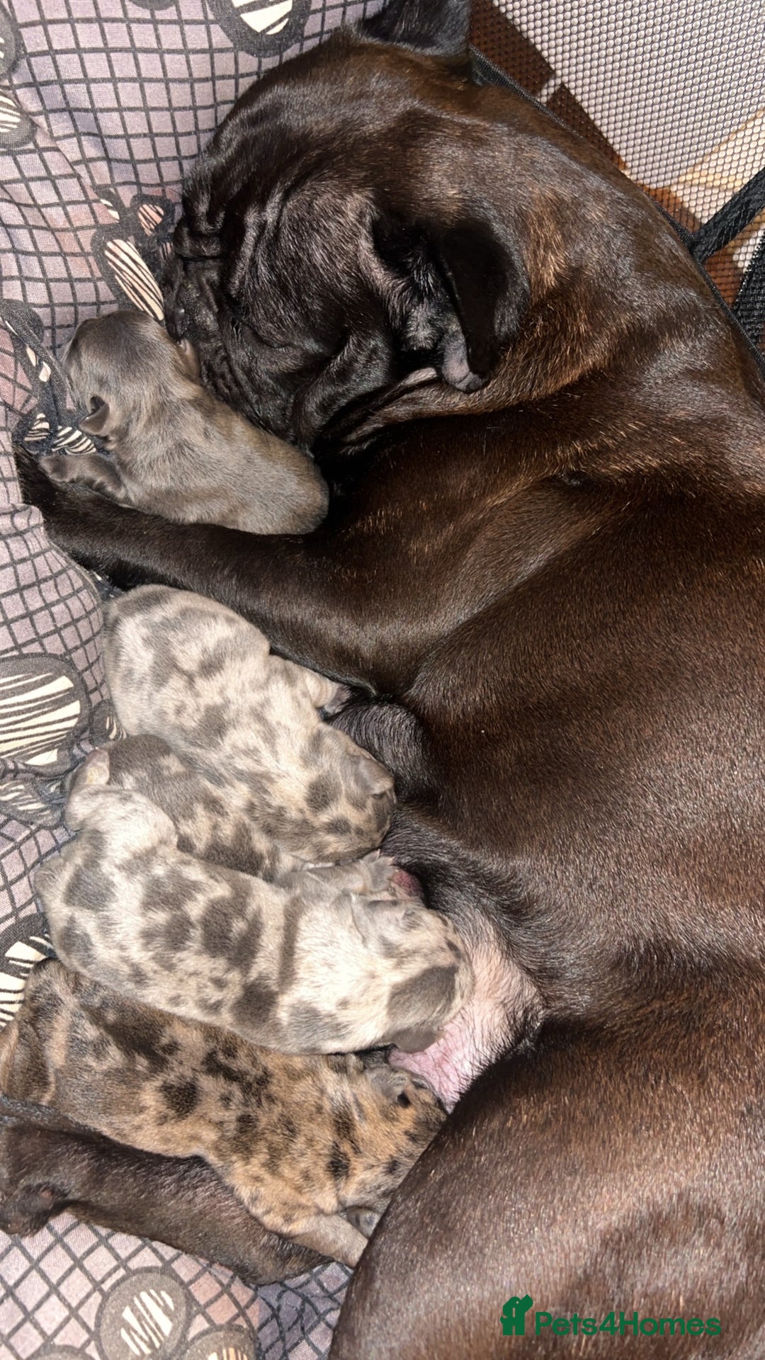 French Bulldog dogs for sale: 1 Frenchbulldog boy left❤️🎄 - Advert 9