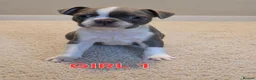 Boston Terrier dogs for sale: 🌸 Blossom's Beautiful Bostons 🌸  - Advert 3