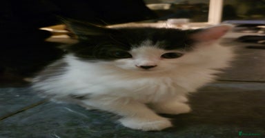 British Shorthair cats - Advert 12