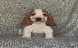 Cocker Spaniel dogs for sale: Ready Now! KC Show Type Cocker Spaniel Pups  - Image 3