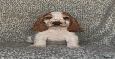 Cocker Spaniel dogs - Advert 13