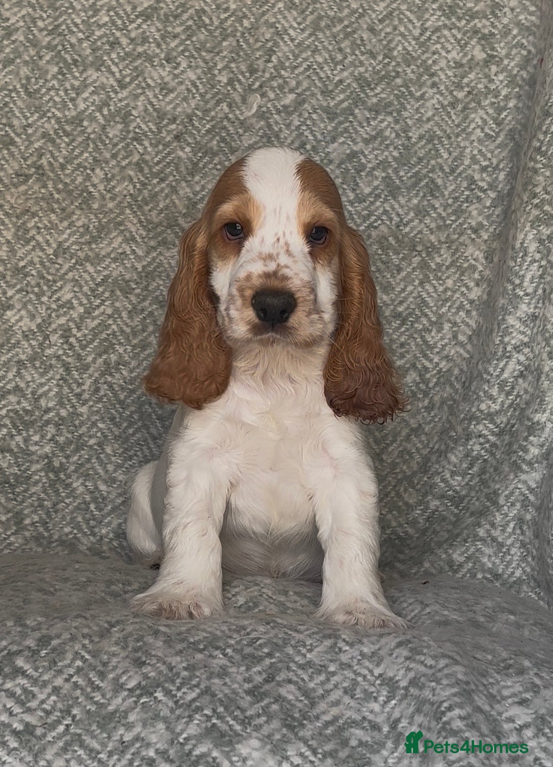 Cocker Spaniel dogs for sale: Ready Now! KC Show Type Cocker Spaniel Pups  - Image 3