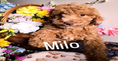 Toy Poodle dogs in Belvedere - Advert 7