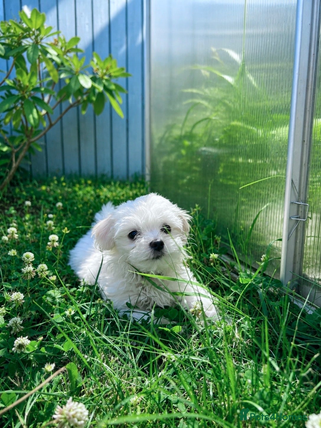 Maltese dogs Beautiful Maltese Boys. Ready for collection  - Advert 2