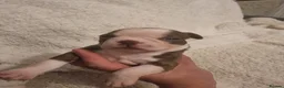 Boston Terrier dogs for sale: Stunning Boston Terrier Puppies - Advert 14