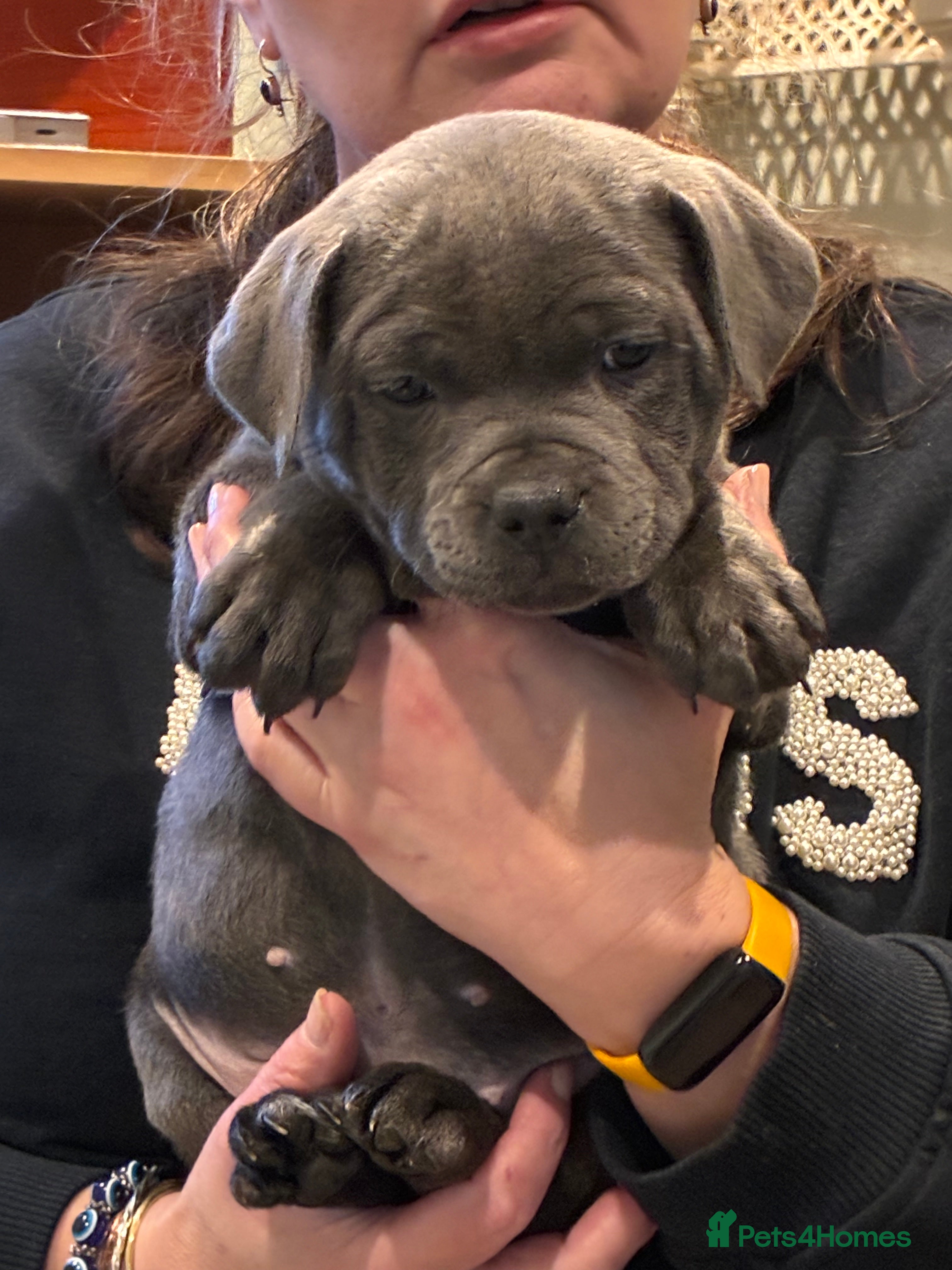 Staffordshire Bull Terrier dogs Health screened, Pedigree Blue Staffordshire pups - Advert 3