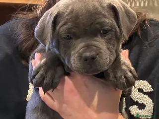 Staffordshire Bull Terrier dogs Health screened, Pedigree Blue Staffordshire pups - Advert 2