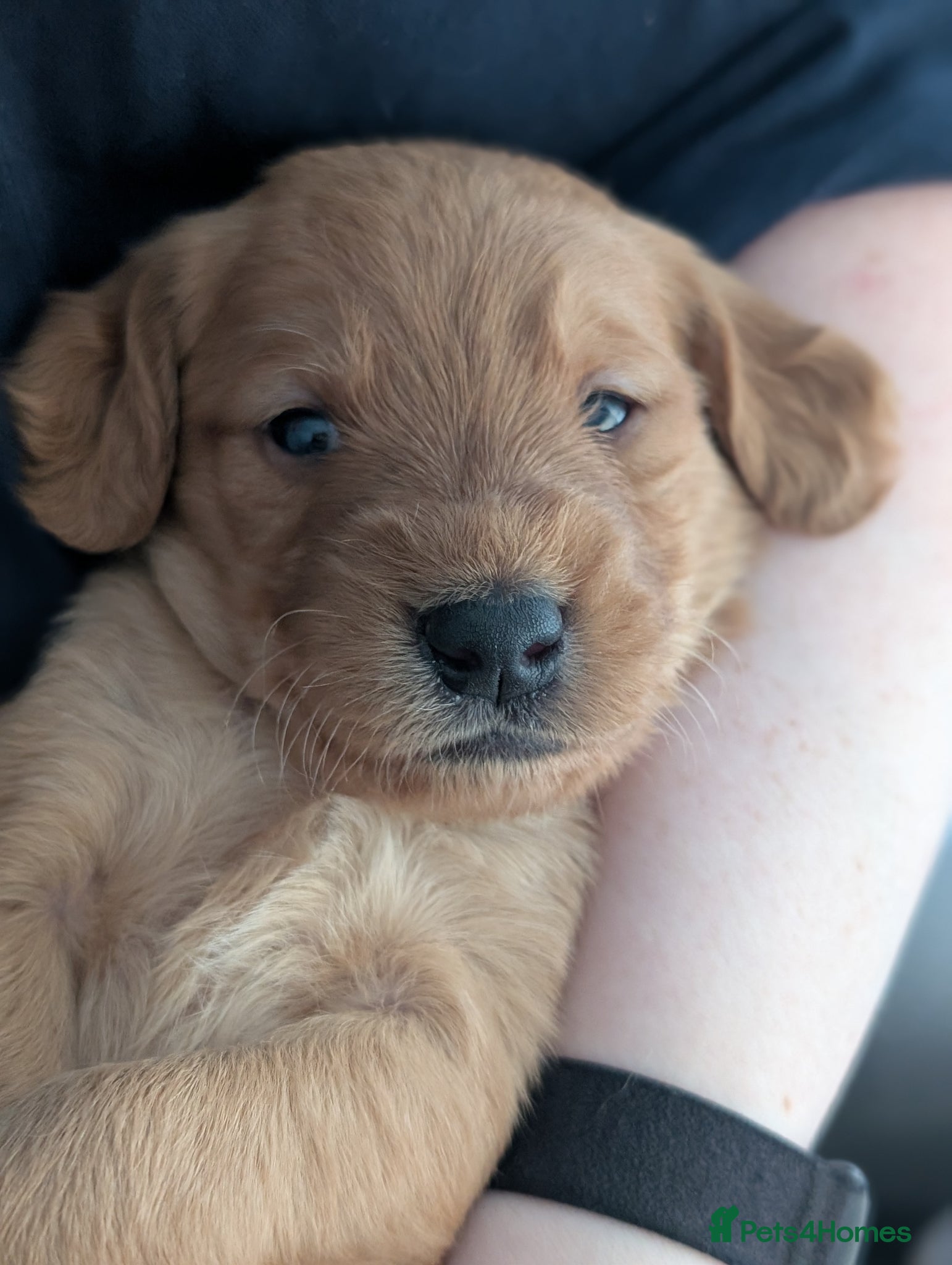 Labradoodle dogs for sale: Unique Labradoodles - Merle, Phantom, Black, Red - Advert 28