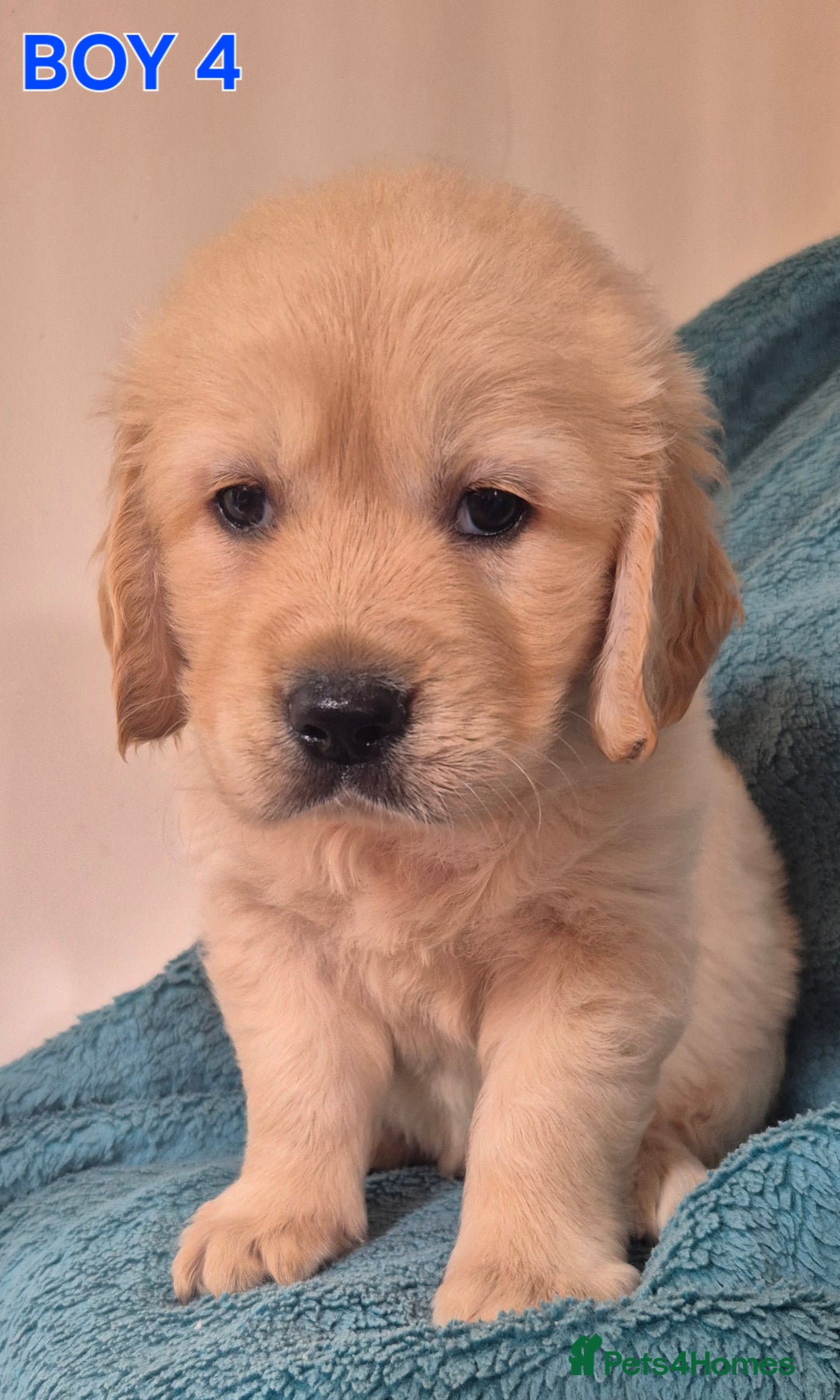 Golden Retriever dogs for sale: Show type Golden Retrievers health tested parents - Image 8