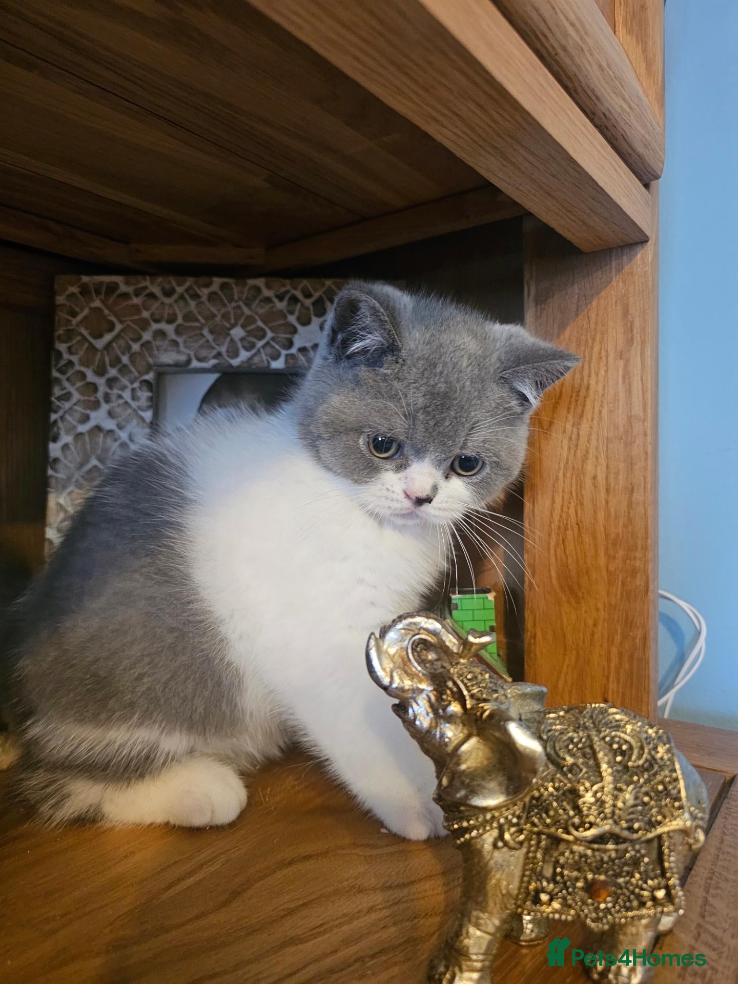 British Shorthair cats British shorthair kittens for sale.  - Advert 2