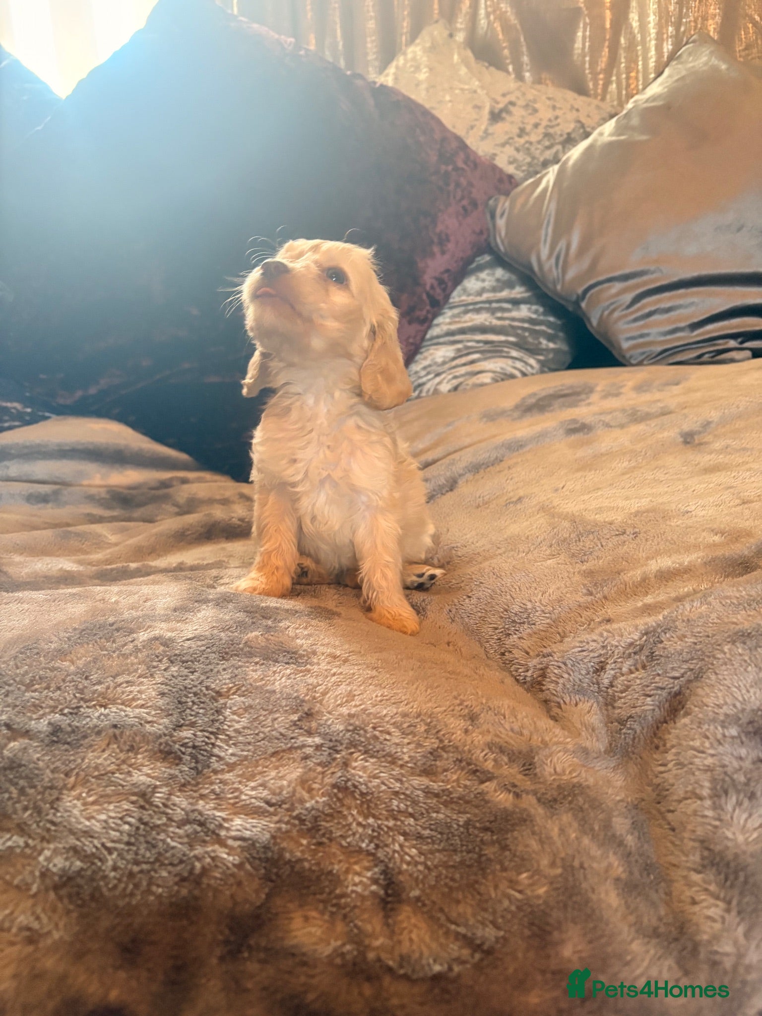 Cockapoo dogs 3x left - 1/8/26 Cockapoo puppies - for new 🏠  - Advert 2