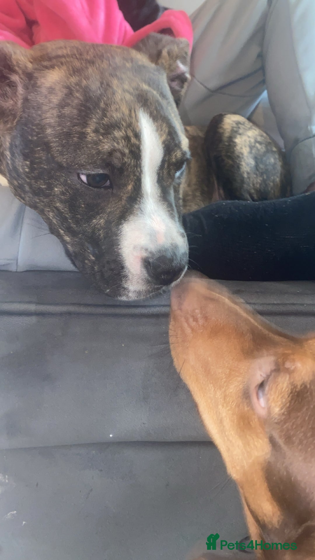 Alapaha Blue Blood Bulldog dogs for sale: Alapaha blue bulldog puppy  - Image 16